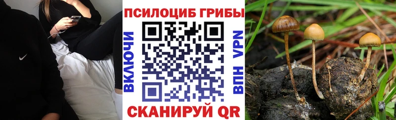 Псилоцибиновые грибы Cubensis  Купить закладки  Борисоглебск 